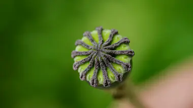 Capsule de graines mûre d'un pavot (Papaver), couronne stigmatique noire visible, graines déhiscentes prêtes à être récoltées.