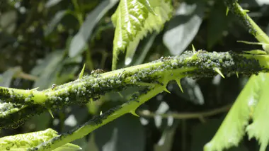 Colonie dense de pucerons (Aphididae) verts sur tige épineuse de rosier ou de ronce, fourmis en interaction de mutualisme, gros plan estival.