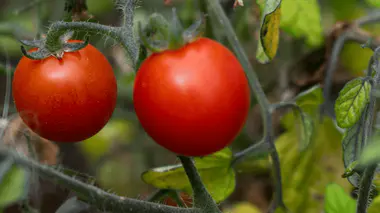 Deux tomates cerises rouges mûres sur le plant, tiges et feuillage légèrement jaunissant en fin d'été, prêtes pour la récolte.