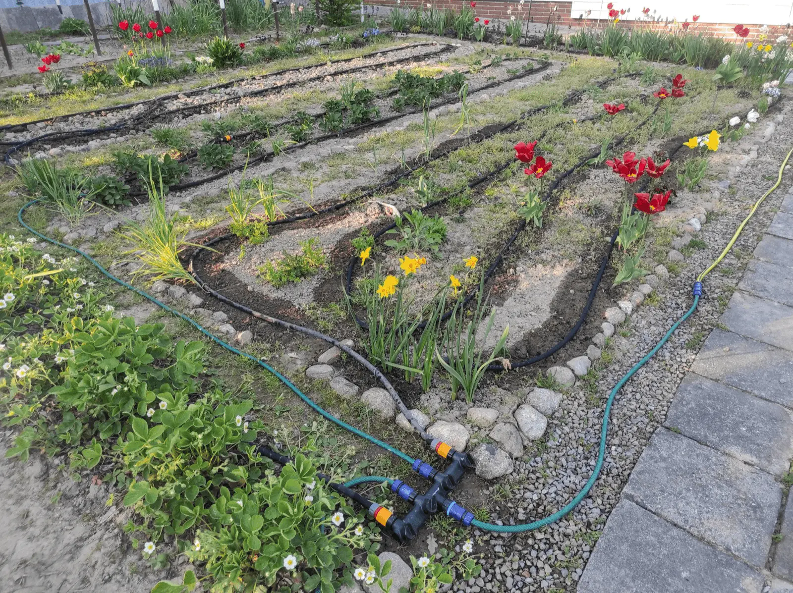 Système de micro-irrigation goutte-à-goutte installé au pied des cultures au jardin