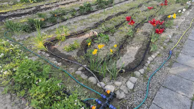 Système de micro-irrigation goutte-à-goutte installé sur un massif de tulipes et narcisses, tuyaux goutteurs autour des plates-bandes.