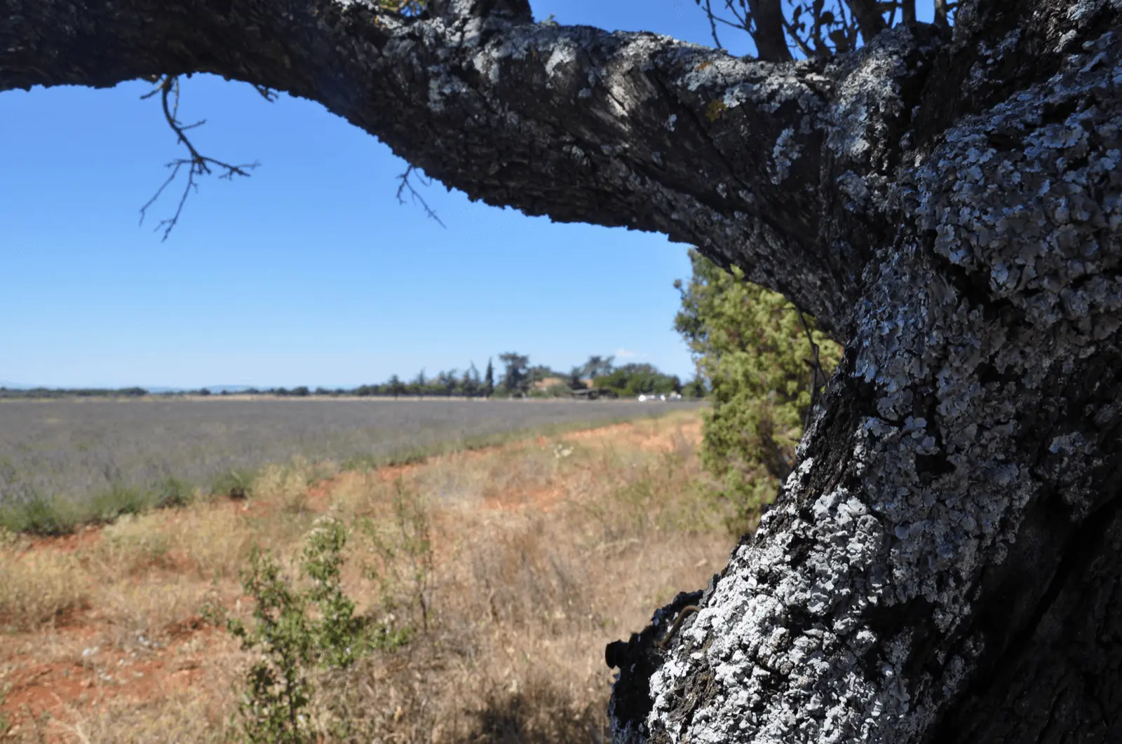 Champ de lavande en Provence avec un olivier au premier plan