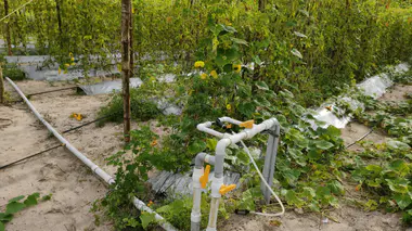 Système d'irrigation goutte à goutte avec paillage au sol dans un potager d'été, dispositif typique avant départ en vacances