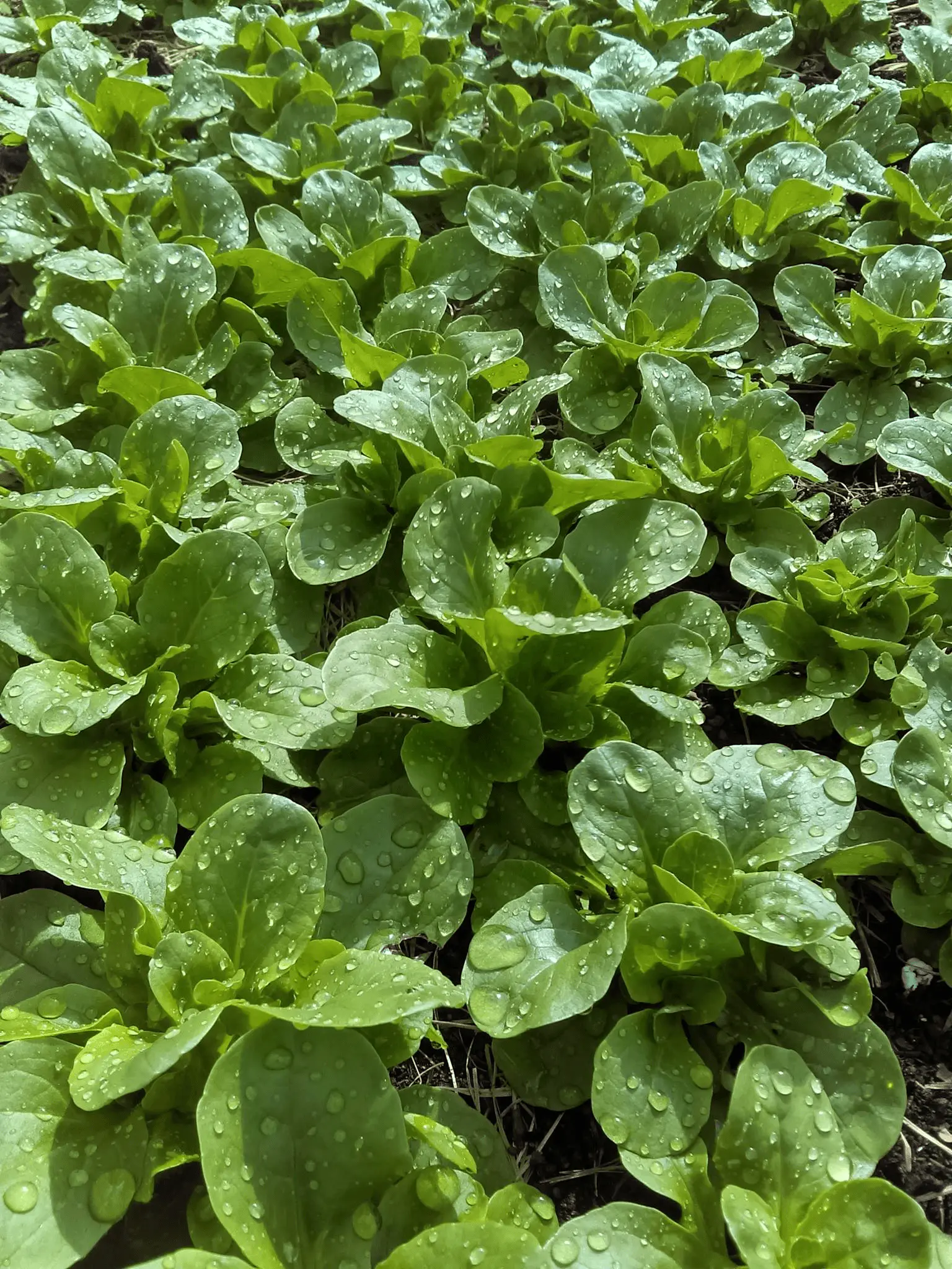 Rosettes de mâche cultivée au potager, feuilles vert tendre couvertes de gouttes d'eau