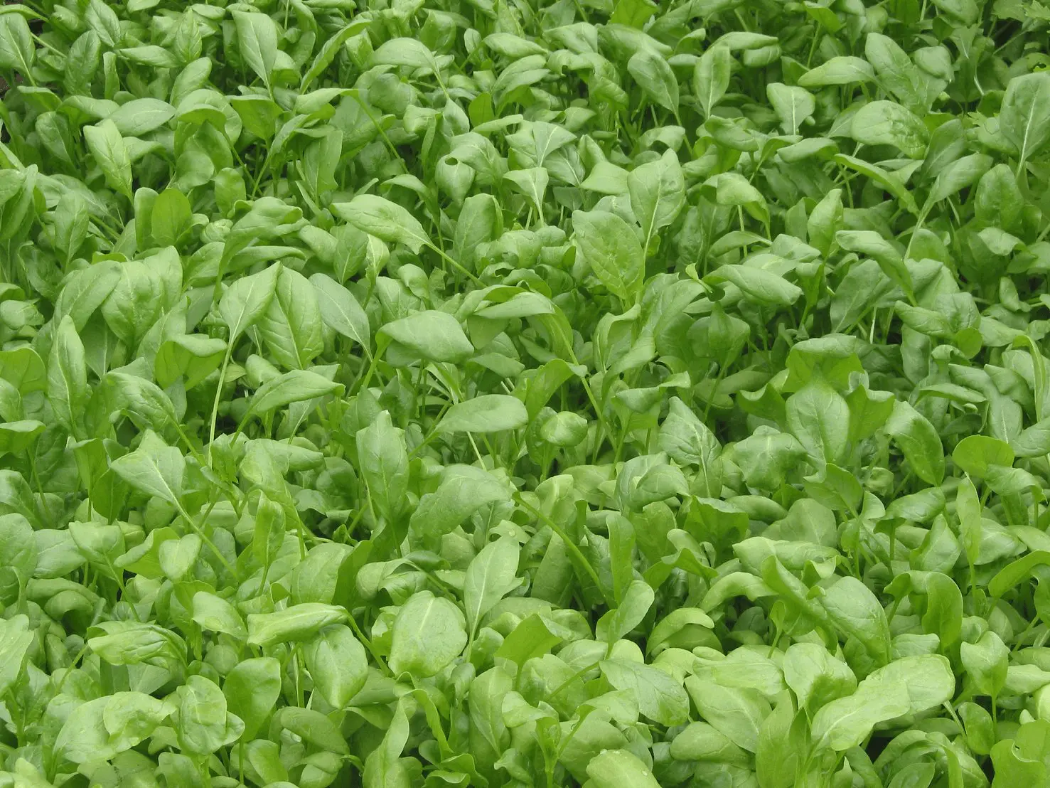 Planche d’épinards aux feuilles vert foncé bien fournies au potager