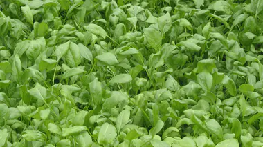 Planche d'épinards (Spinacia oleracea), feuilles vert foncé bien fournies, variété breedblad scherpzaad au potager