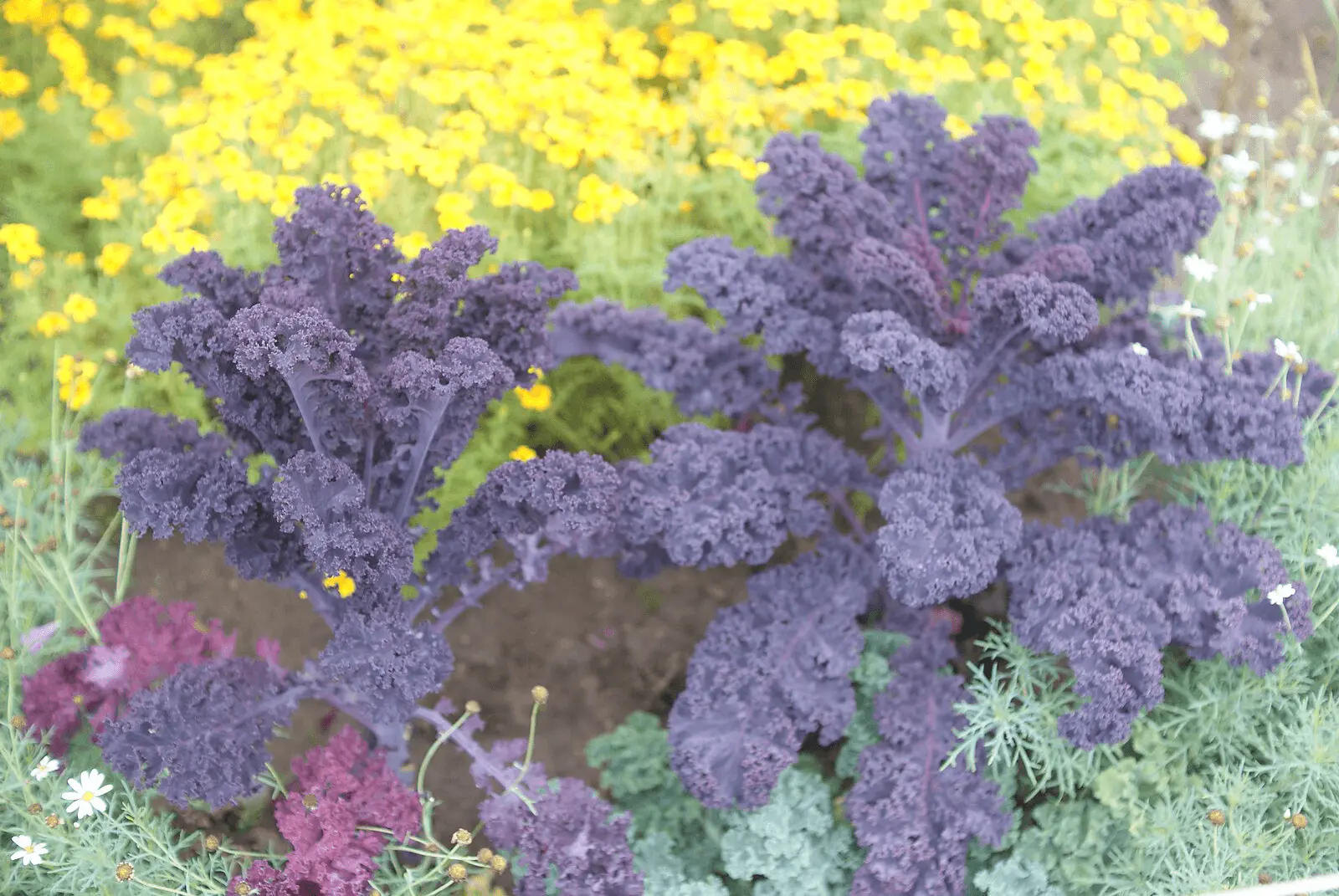 Chou kale violet frisé Brassica oleracea sabellica au jardin, feuilles découpées