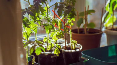 Jeunes plants de tomates en pots sur un rebord de fenêtre, prêts à être installés après les saints de glace