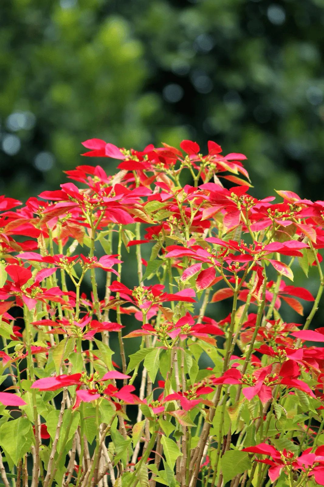 Buisson de Euphorbia pulcherrima en plein air, bractées rouges en éventail autour des cyathes jaunes, feuillage vert