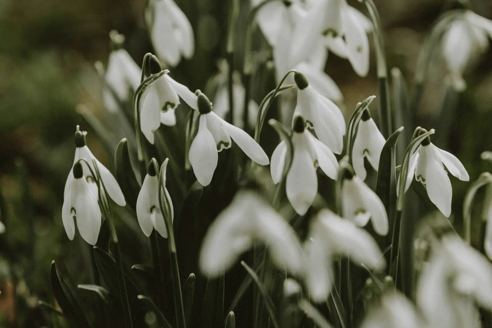 Touffe de perce-neige (Galanthus) en fleur dans l'herbe, fleurs blanches retombantes typiques au-dessus du feuillage linéaire vert