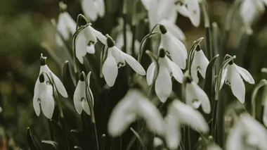 Touffe de perce-neige (Galanthus) en fleur, fleurs blanches retombantes typiques au-dessus du feuillage linéaire vert.