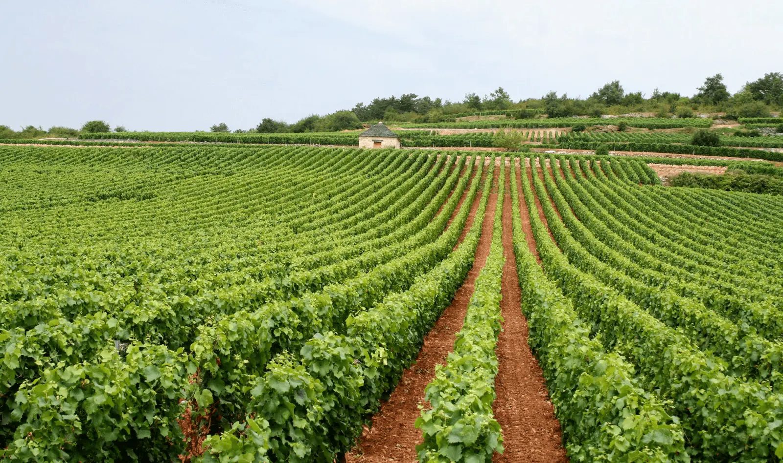 Rangées de vignes alignées dans un vignoble provençal au pied d'un mas, paysage viticole méditerranéen