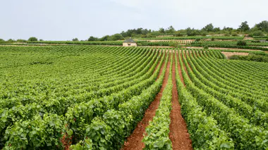 Vignoble provençal, rangées de vignes alignées au pied d'un mas, paysage viticole méditerranéen.