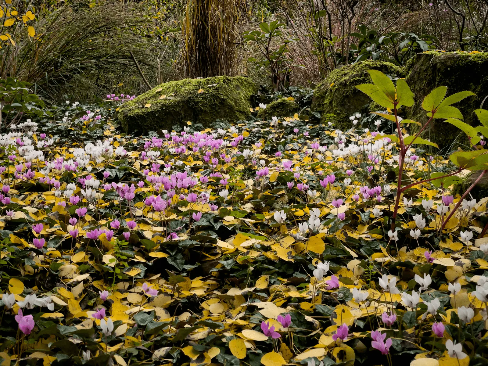 Tapis de Cyclamen hederifolium en fleur rose et blanc parmi les feuilles mortes d'un sous-bois, rochers moussus en arrière-plan