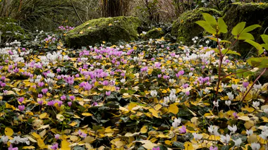 Carpet de Cyclamen hederifolium en fleur, rose, pourpre et blanc, parmi les feuilles mortes d'un sous-bois d'automne, rochers moussus en arrière-plan.