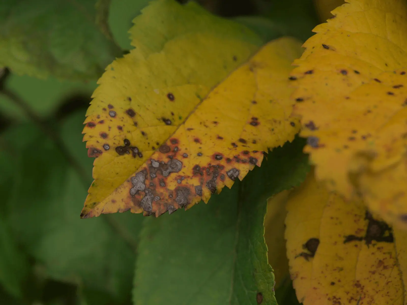 Gros plan d'une feuille jaune marquée de taches brunes nécrotiques typiques de l'automne
