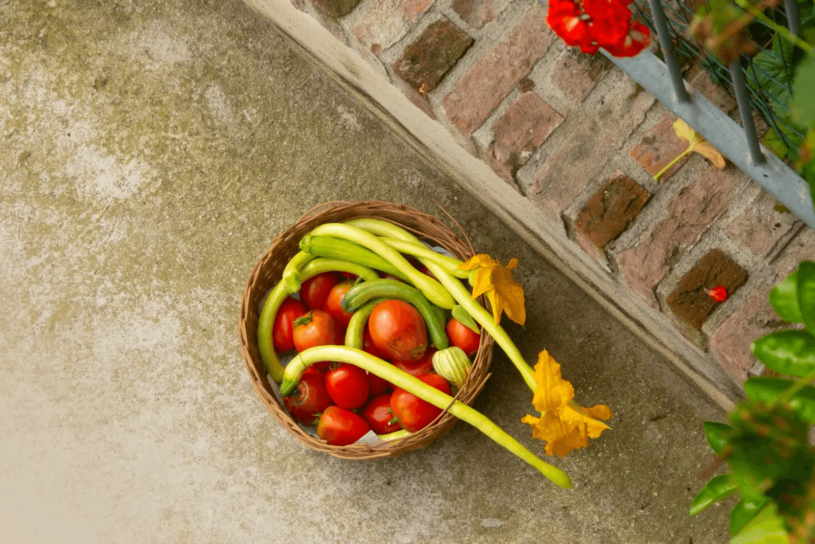 Panier de légumes d'été fraîchement récoltés : tomates, courgettes et fleurs de courgette