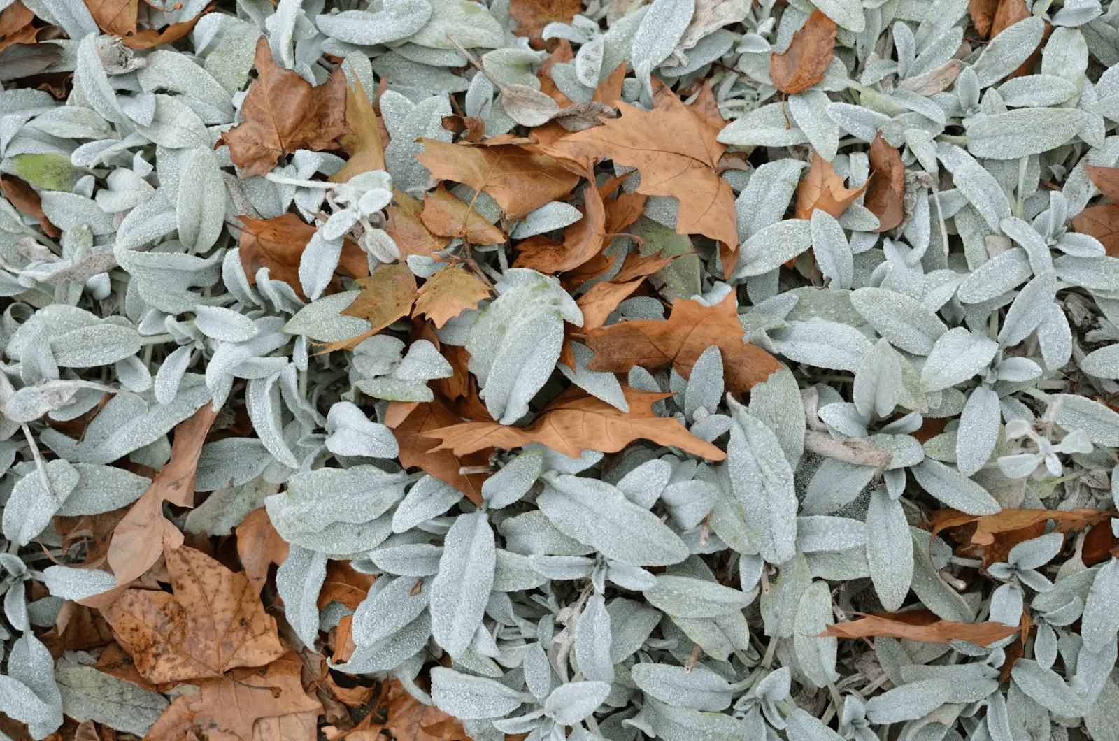 Feuilles mortes brunes paillant un massif vert pâle