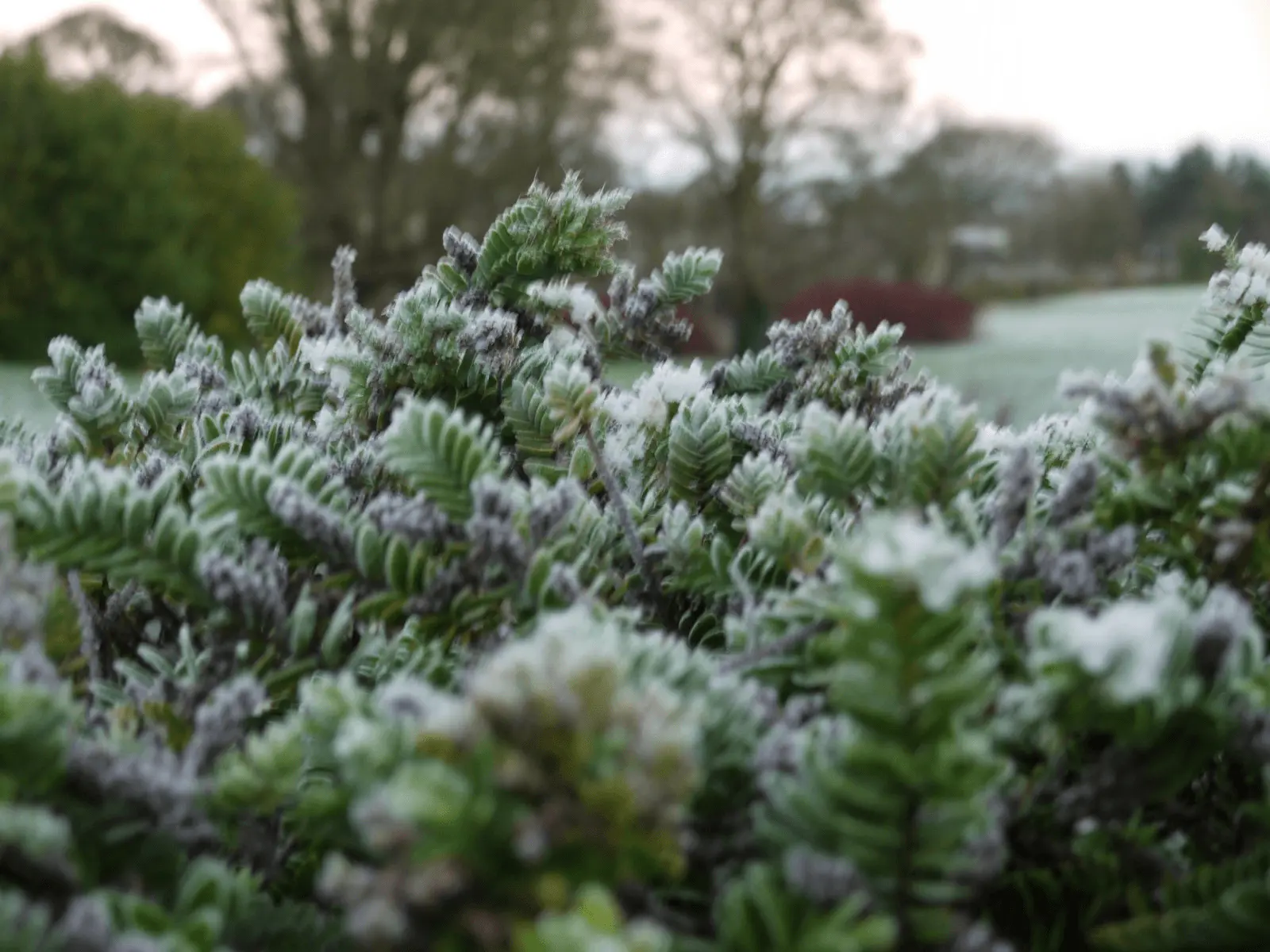 Feuillage vert givré de couvre-sols persistants dans un jardin d'hiver
