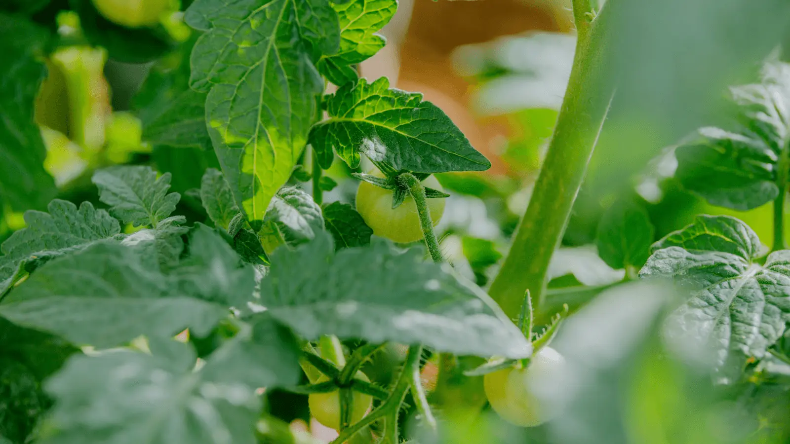 Plant de tomate tuteuré au potager, feuillage vert dense et fruits encore verts