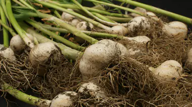 Bulbes d'ail fraîchement arrachés du sol, terre encore accrochée, récolte d'été au potager.