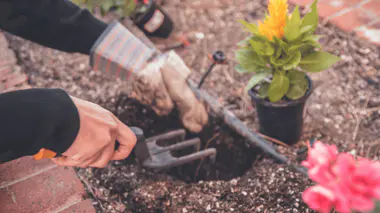 Mains gantées travaillant la terre à l'outil au pied d'une plante vivace, geste de division et de plantation.