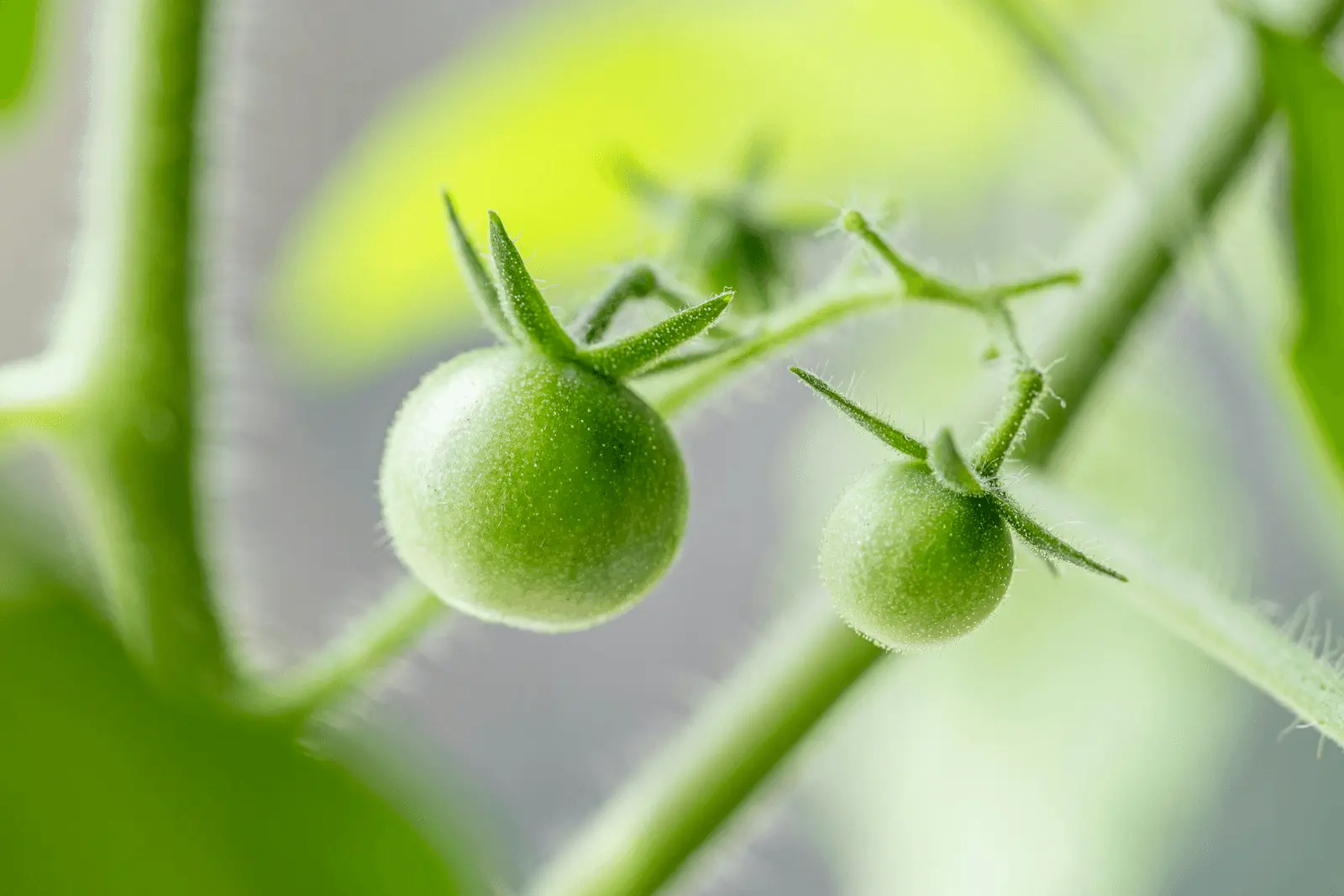 Grappe de tomates vertes en formation sur le pied, stade sensible au cul noir