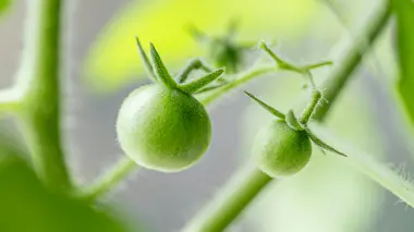 Grappe de tomates vertes encore immatures sur le pied, stade où apparaît la nécrose apicale (cul noir).
