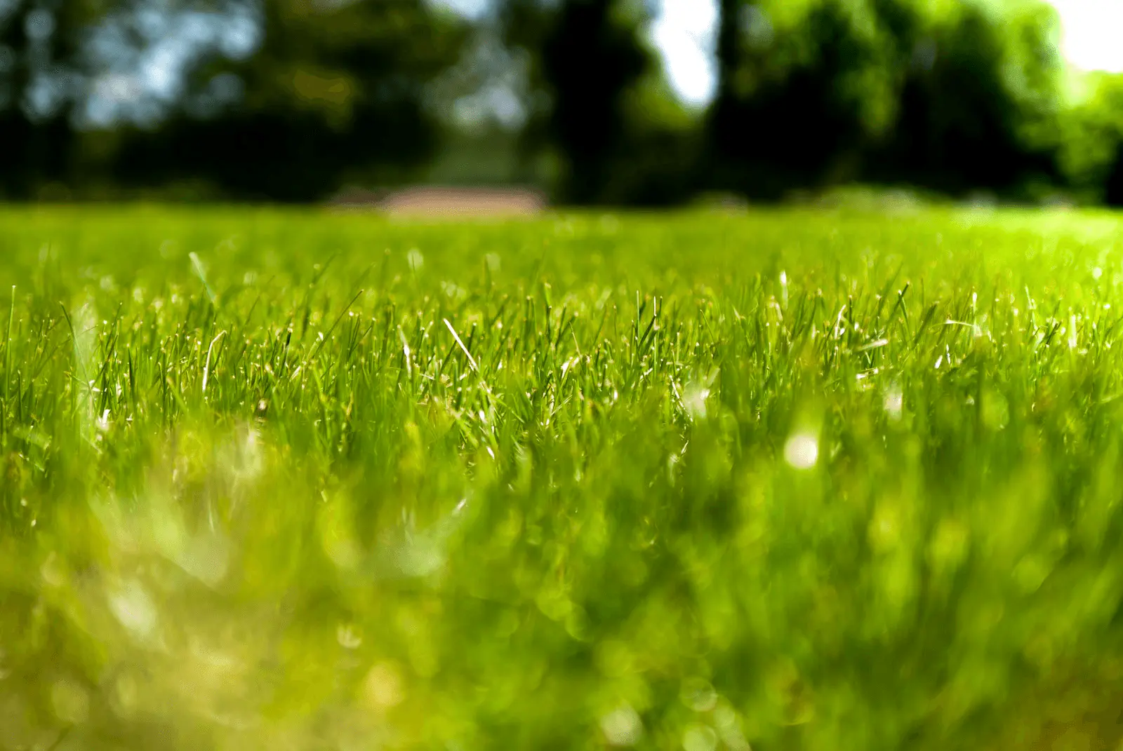 Pelouse verte dense en fin d'été