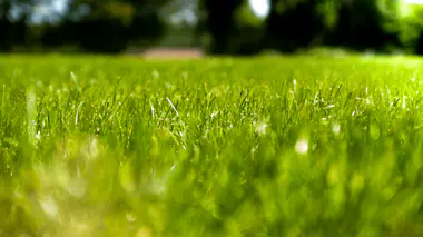Gazon vert dense en plein jour, fin d'été, période de regarnissage.