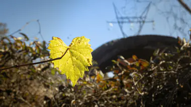 Gros plan sur une feuille jaunissante de plante, symptôme classique à diagnostiquer