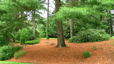 Arbres avec un large paillage d'écorce au pied dans un jardin, protection contre la sécheresse estivale.