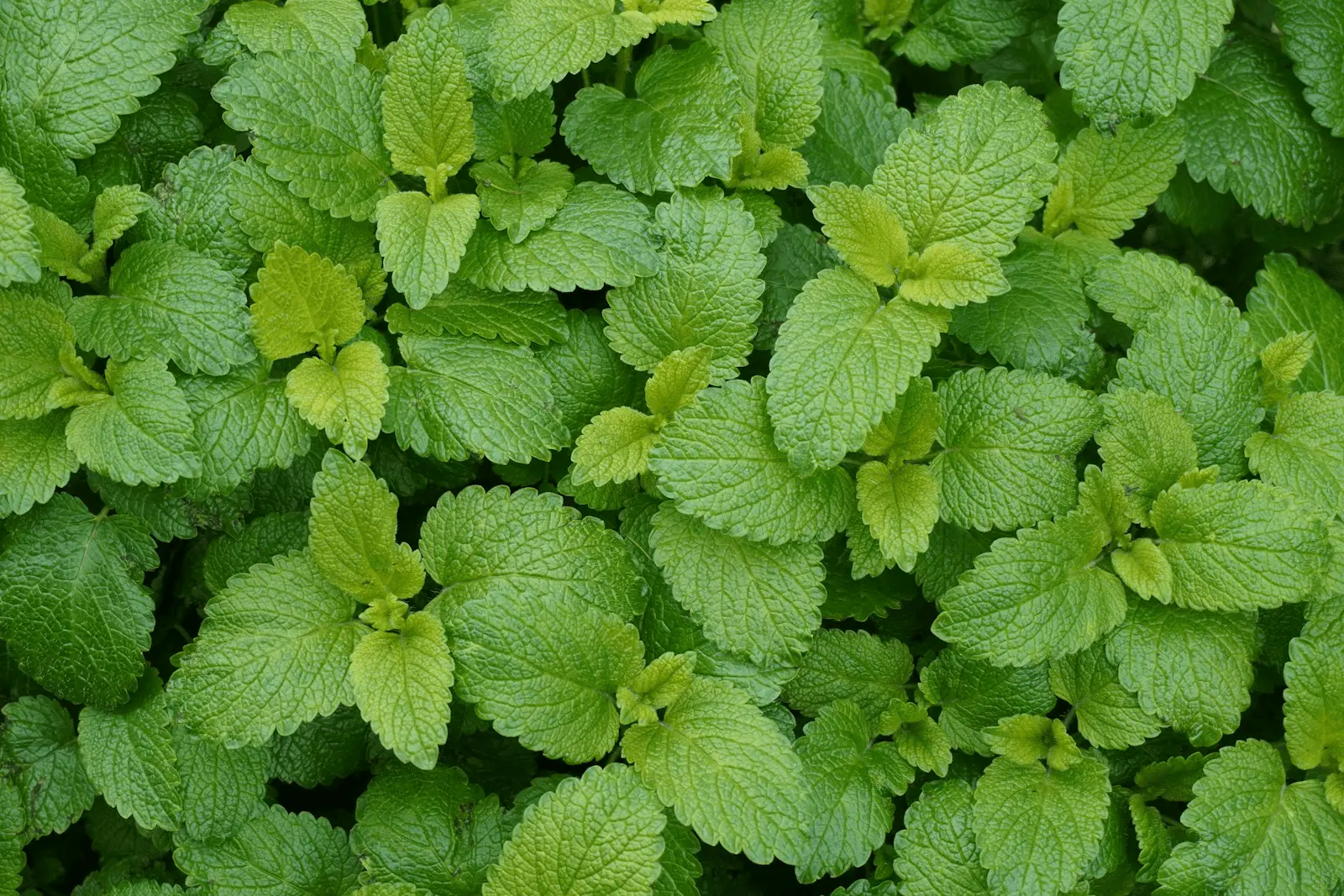 Touffe dense de feuilles vertes gaufrées de mélisse officinale