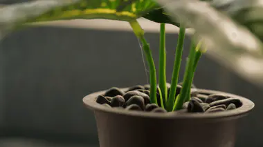 Plante d'intérieur en pot d'argile avec vue rapprochée sur la surface du terreau