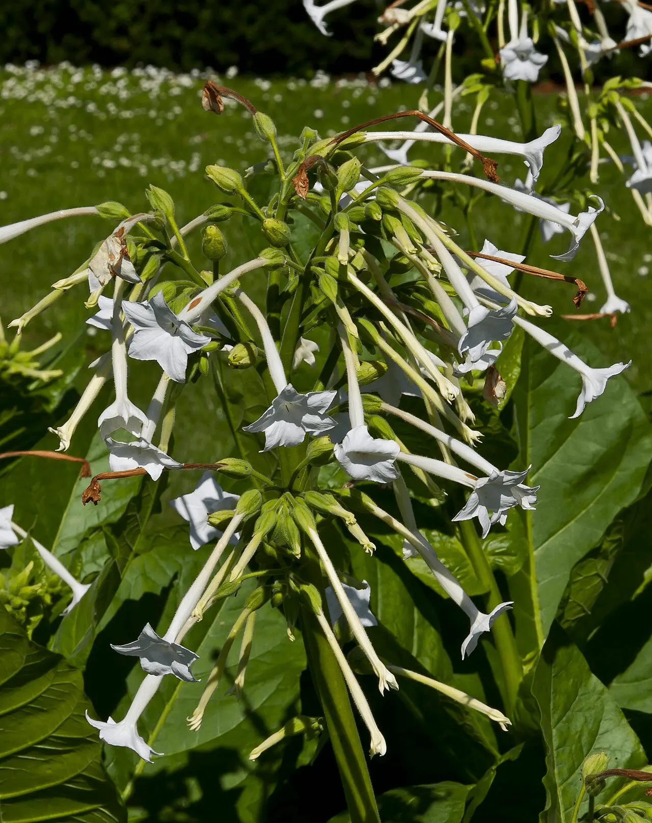 Hautes tiges de Nicotiana sylvestris aux fleurs blanches en trompette, plante qui s'ouvre le soir et parfume la nuit pour attirer les sphinx