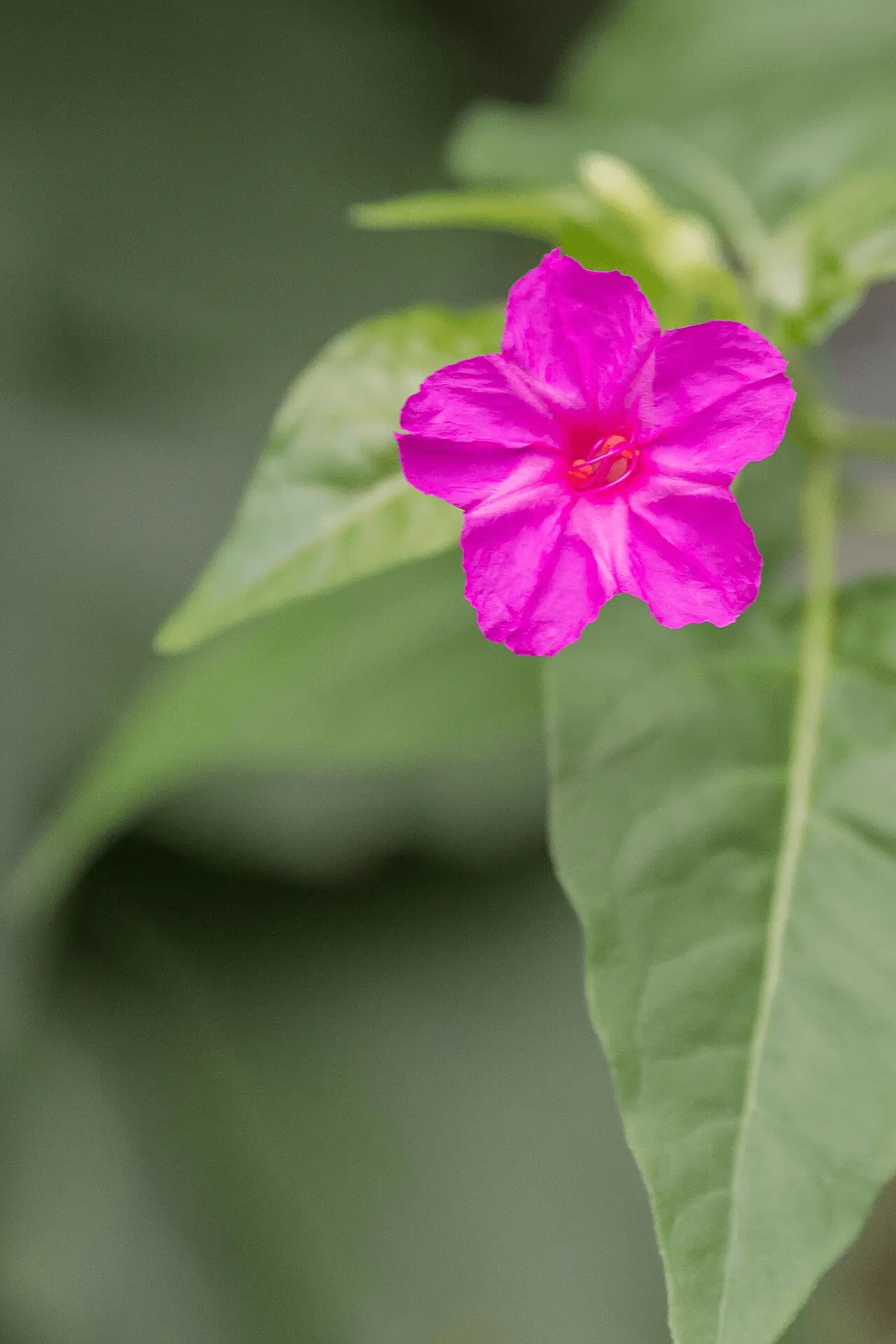 Fleurs panachées de la belle-de-nuit (Mirabilis jalapa) qui s'ouvrent en fin d'après-midi et restent ouvertes toute la nuit