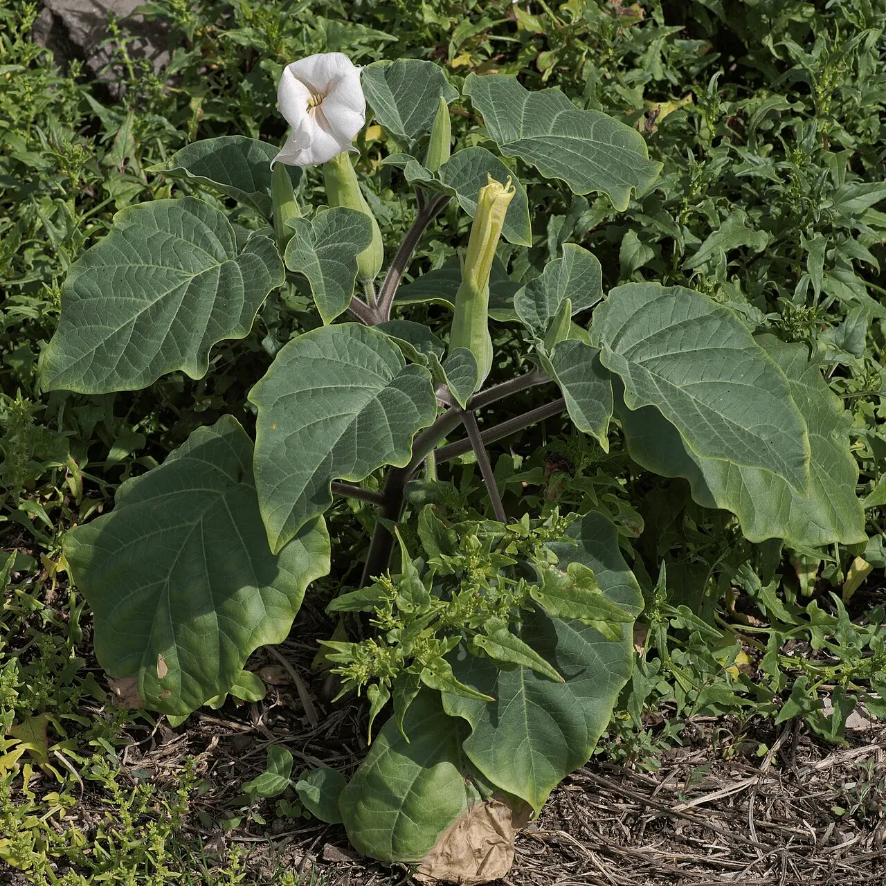 Grande fleur blanche en trompette de Datura inoxia, solanacée qui s'ouvre au crépuscule et au parfum sucré nocturne (plante toxique)