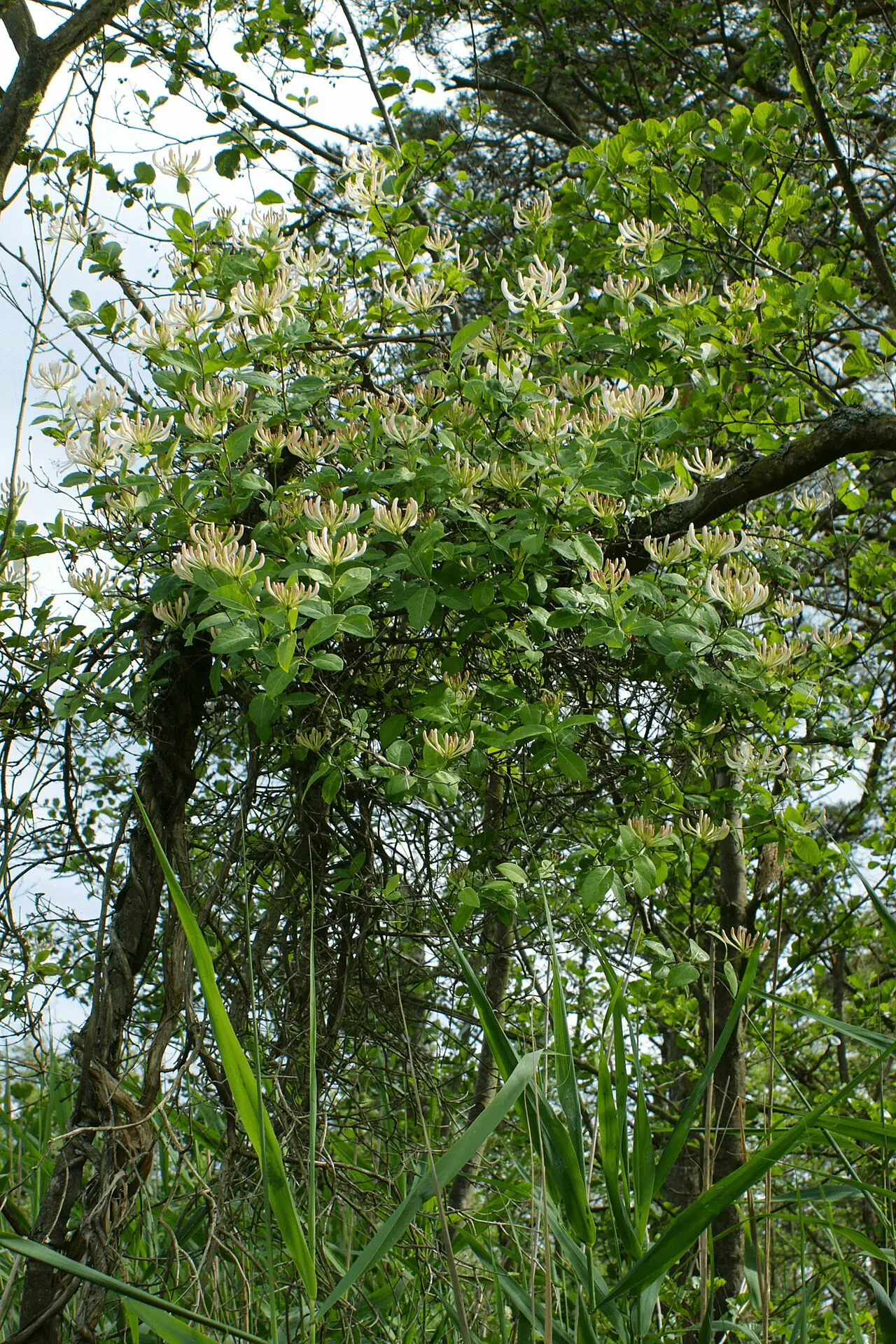 Fleurs jaune crème parfumées du chèvrefeuille des bois (Lonicera periclymenum), liane mellifère qui s'ouvre au crépuscule