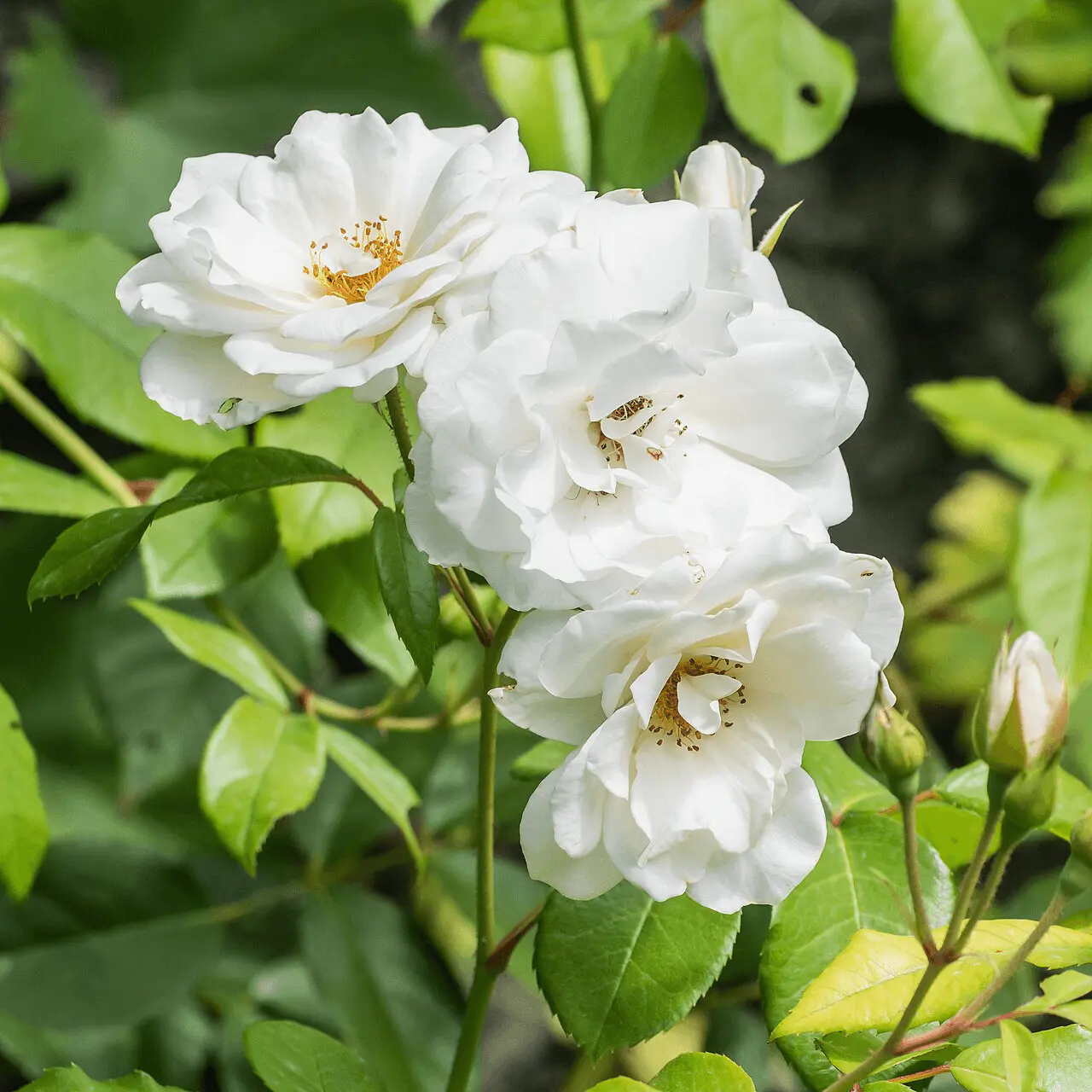Rosier 'Iceberg' couvert de roses blanches doubles, cultivar floribunda résistant à la chaleur et remontant tout l'été
