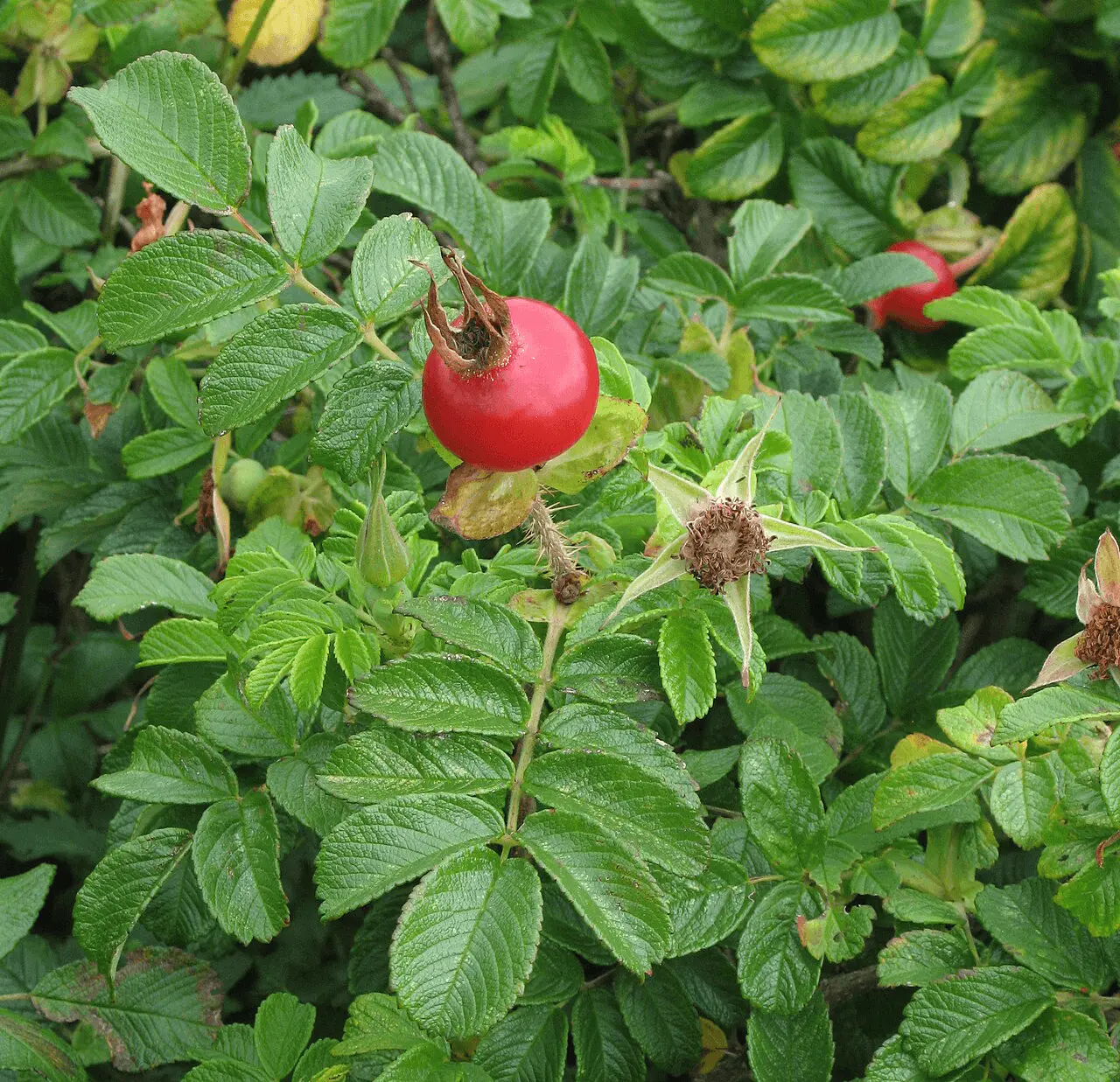 Rosier rugueux (Rosa rugosa) aux fleurs roses simples et au feuillage gaufré, très résistant à la chaleur et aux maladies