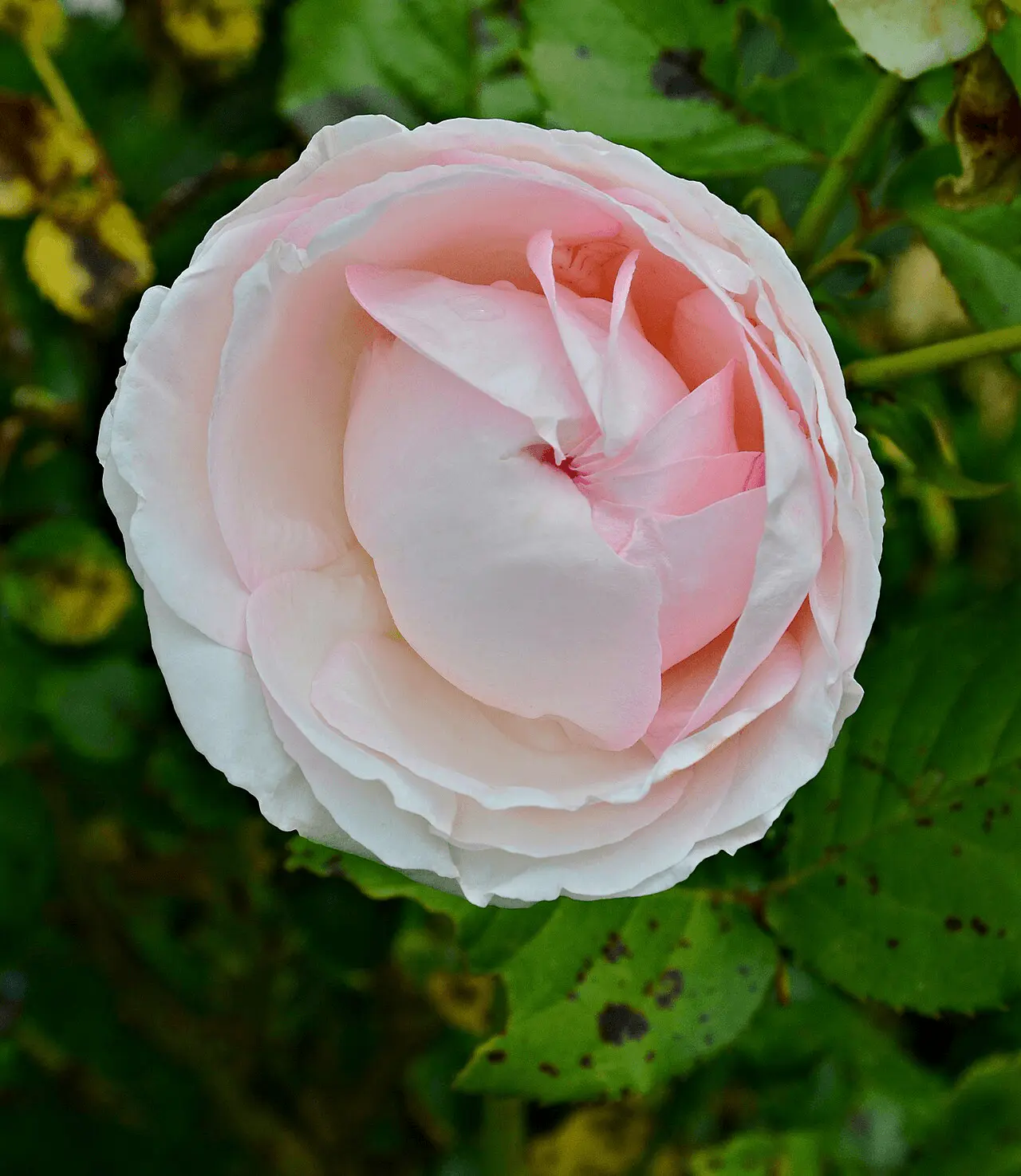 Roses 'Pierre de Ronsard' aux pétales crème ourlés de rose, rosier grimpant à grosses fleurs en quartiers