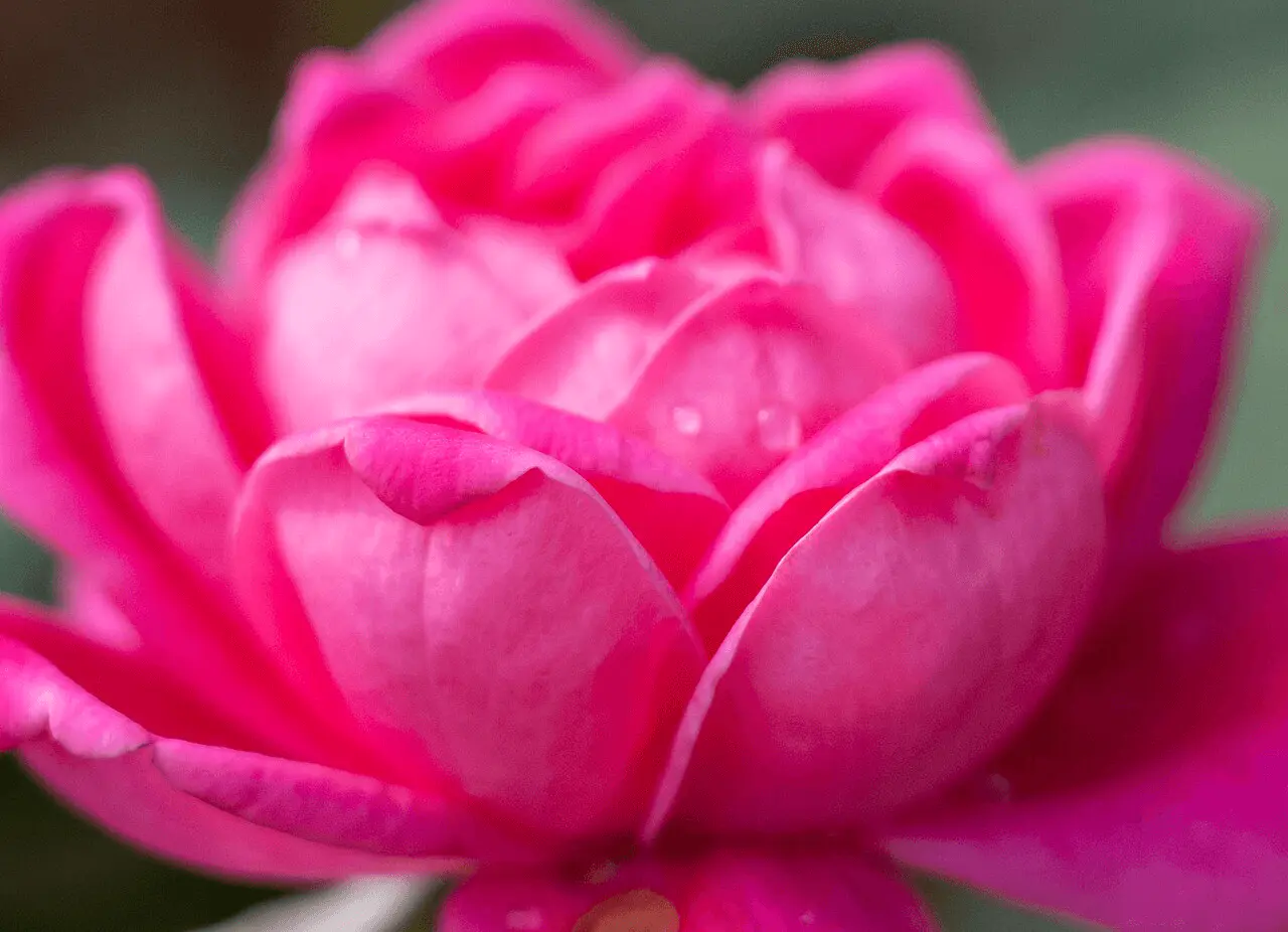 Rosier 'Knock Out' rouge en pleine floraison, arbuste paysager très florifère et résistant à la chaleur et aux maladies