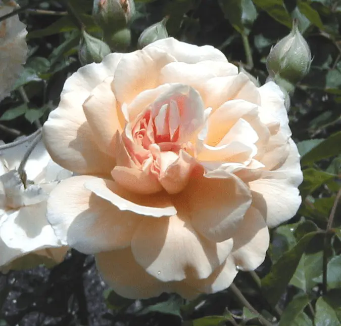 Roses 'Buff Beauty' abricot-jaune réunies en bouquets, rosier musqué (Rosa moschata) remontant et parfumé