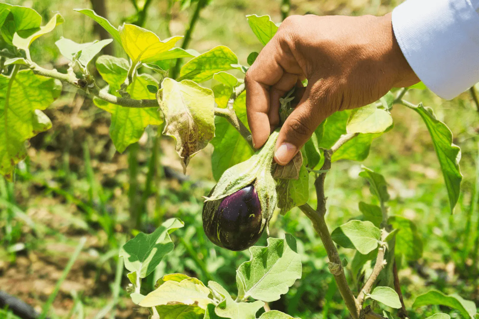 Main cueillant une aubergine violette brillante et mûre sur le plant au potager en été