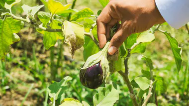 Main cueillant une aubergine violette brillante et mûre sur le plant au potager en été