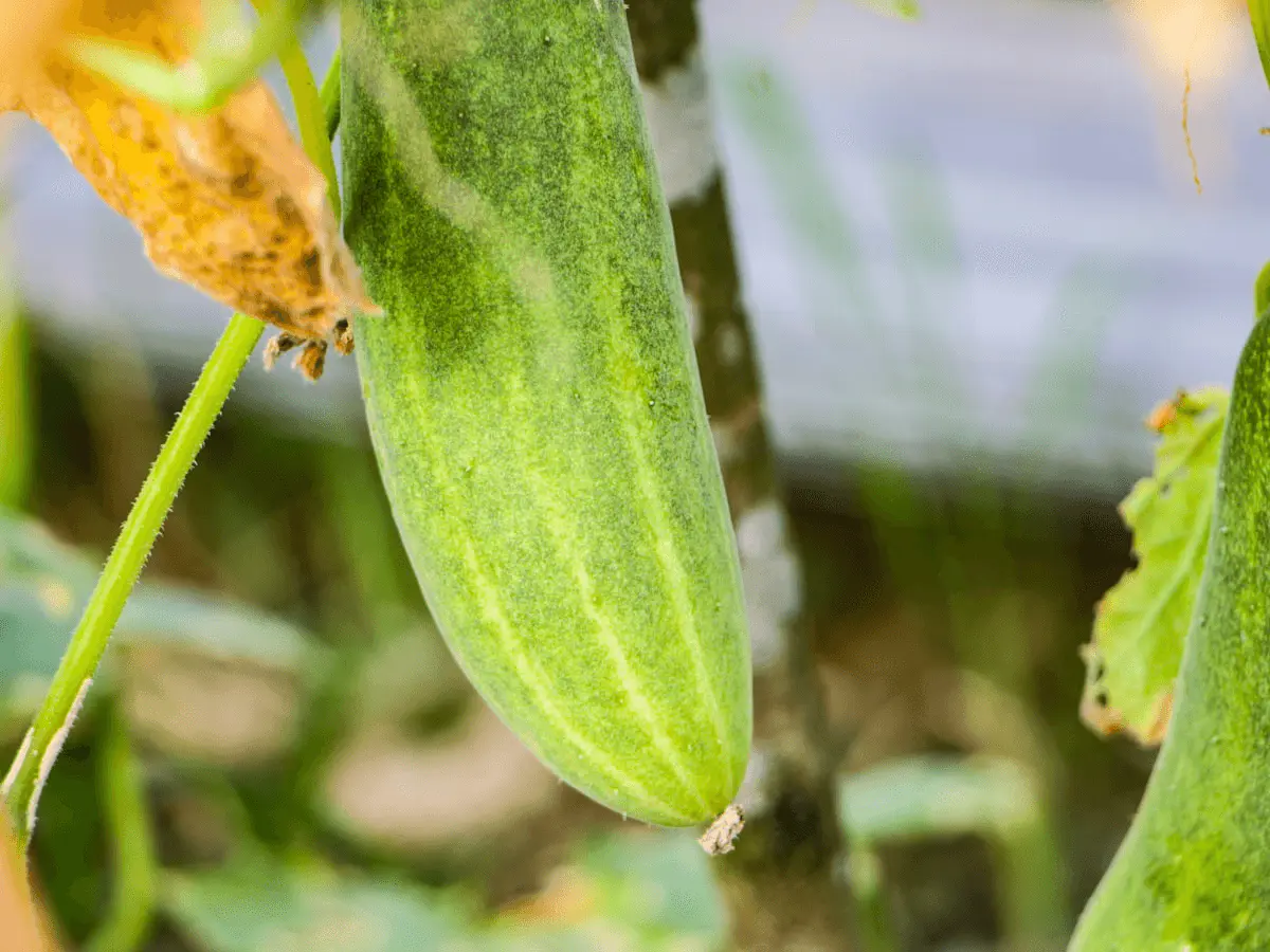 Concombre vert allongé pendant sur le pied, feuillage de cucurbitacée en arrière-plan