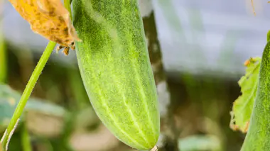 Concombre vert allongé pendant sur le pied, feuillage de cucurbitacée en arrière-plan