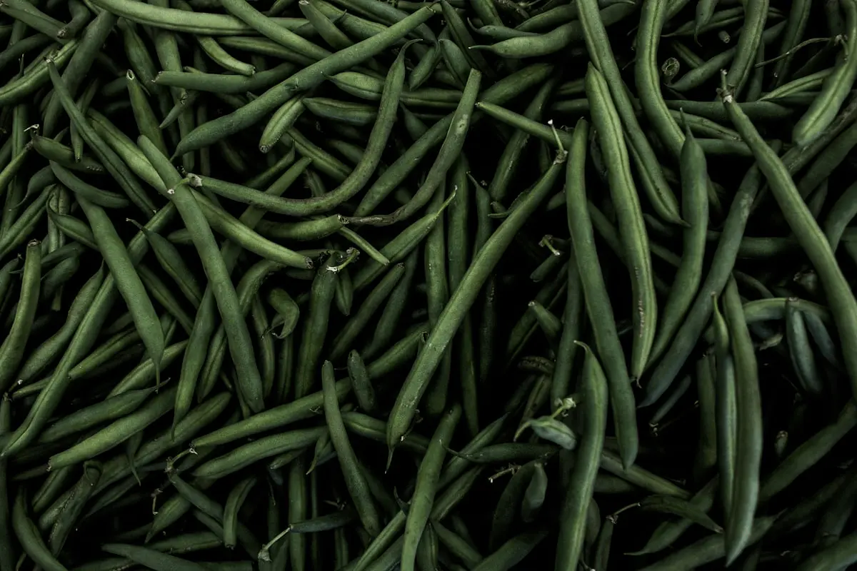 Récolte de haricots verts (Phaseolus vulgaris), gousses fines et fermes vert foncé