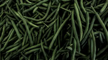 Récolte de haricots verts (Phaseolus vulgaris), gousses fines et fermes vert foncé