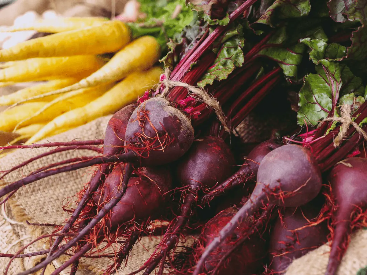 Bottes de betteraves rouges (Beta vulgaris) à racine renflée pourpre et fanes rouges, près de carottes jaunes